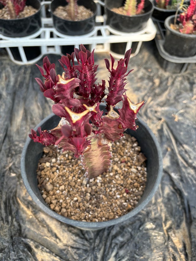 ☆ インドボダイジュ♪ 太幹曲がり 110cm♪ アシトレビューティ＋ – BMZ公式